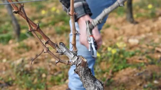 Şarap Üreticisi Üzüm Bağını Profesyonel Çelik Makasla Buduyor Geleneksel Tarım — Stok video