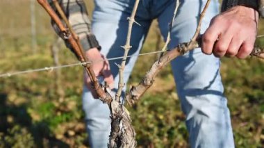 Winegrower pruning the vineyard with professional steel scissors. Traditional agriculture. Winter pruning, Guyot method. Footage.