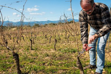 Şarap üreticisi, üzüm bağını profesyonel çelik makasla buduyor. Geleneksel tarım. Kış budama, Guyot yöntemi.