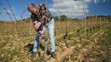 Winegrower pruning the vineyard with professional steel scissors. Traditional agriculture. Winter pruning, Guyot method. Footage.