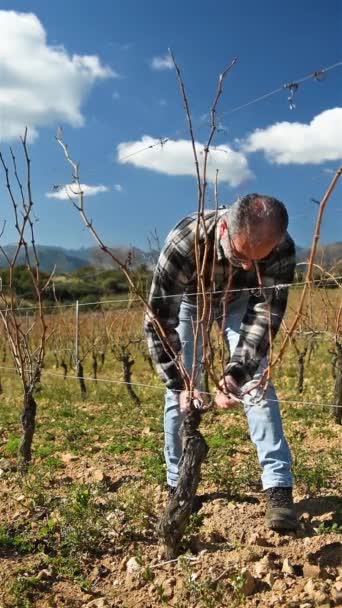 ワイン醸造者は プロのスチールはさみでブドウ畑を剪定します 伝統的な農業 冬の剪定 Guyot方法 — ストック動画