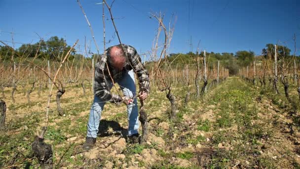 Vigneron Taille Vignoble Avec Des Ciseaux Professionnels Acier Agriculture Traditionnelle — Video