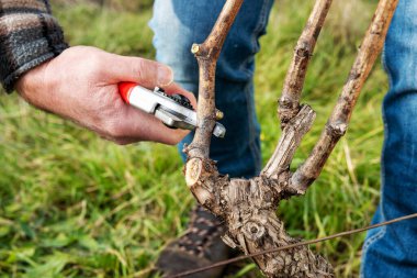 Şarap üreticisi, üzüm bağını profesyonel çelik makasla buduyor. Geleneksel tarım. Kış budama, Guyot yöntemi.
