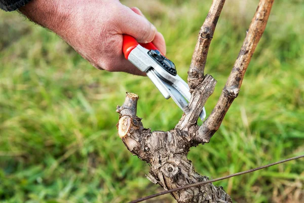 Winegrower pruning the vineyard with professional steel scissors. Traditional agriculture. Winter pruning, Guyot method.