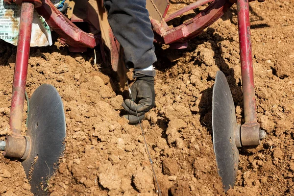 Jordbrukare Den Nya Vingården Planterar Nya Vinstocksplantorna Marken Med Traktorn — Stockfoto