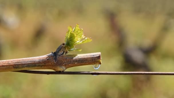 Drop Sap Falling Vine Branch Young Shoots Spring Sardinia Italy — Stock Video