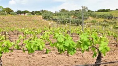 Baharda Vermentino üzümleri bağında yeni filizler ve dallarda taze yapraklar olacak. Sarmaşığın genç cilvesi. Geleneksel tarım. Sardunya, İtalya.