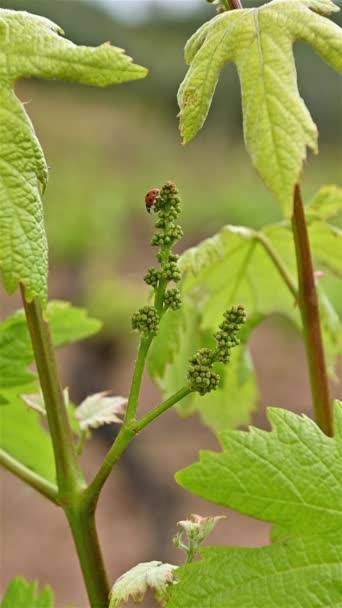Ladybug Walking Young Bunches Vermentino Grapes Spring Traditional Sustainable Agriculture — Stock Video