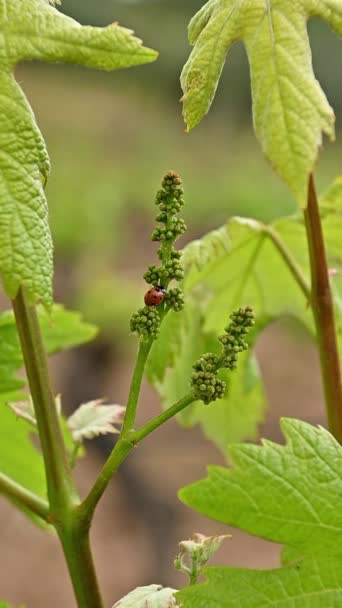 春には若いヴェルメンティーノ ブドウの房の間を歩くてんとう虫 伝統的で持続可能な農業 — ストック動画
