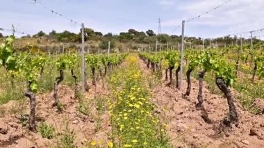 İlkbaharda Cannonau üzümleri bağında yeni filizler ve dallarda taze yapraklar olacak. Sarmaşığın genç cilvesi. Geleneksel tarım. Sardunya, İtalya.