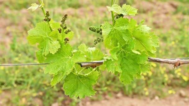 Young Sprouts Bunches Cannonau Grapes Close Buds Bunches Grapes Branches — Stock Video