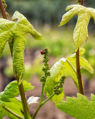 Baharda Vermentino üzümleri arasında yürüyen uğur böceği. Geleneksel ve sürdürülebilir tarım. 