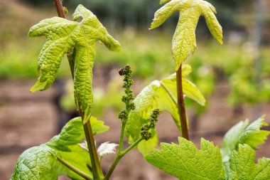 Baharda Vermentino üzümleri arasında yürüyen uğur böceği. Geleneksel ve sürdürülebilir tarım. 