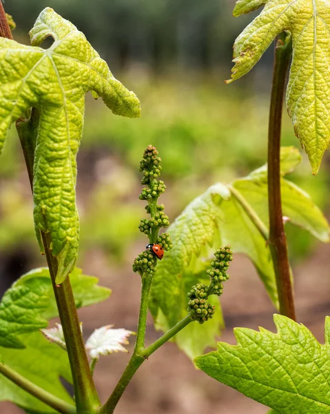 Ladybug Wandelen Tussen Jonge Trossen Vermentino Druiven Het Voorjaar Traditionele Rechtenvrije Stockfoto's