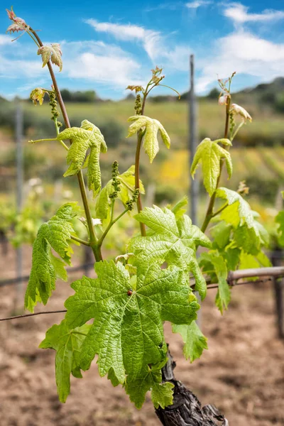 Ladybug Wandelen Tussen Vermentino Druivenbladeren Het Voorjaar Traditionele Duurzame Landbouw — Stockfoto