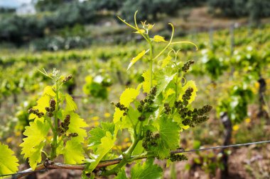 Cannonau üzümlü taze filizler. Sardunya, İtalya 'da bir üzüm bağının dallarındaki tomurcuklara ve üzüm paketlerine yakın çekim. Geleneksel tarım. 