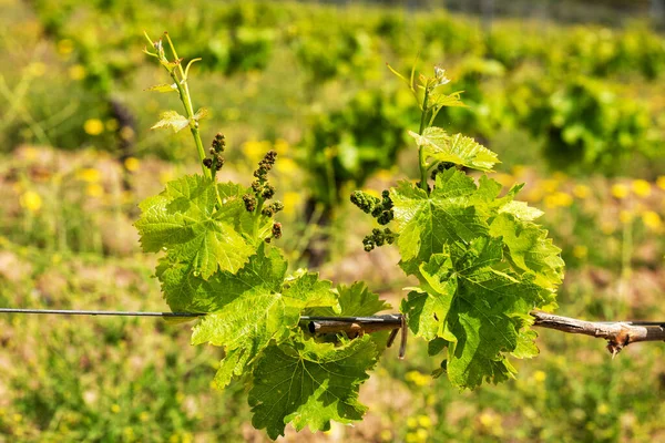 幼芽和成串的卡纳努葡萄 在意大利撒丁岛的一个葡萄园的枝条上 对葡萄芽和葡萄束进行了近距离观察 传统农业 — 图库照片