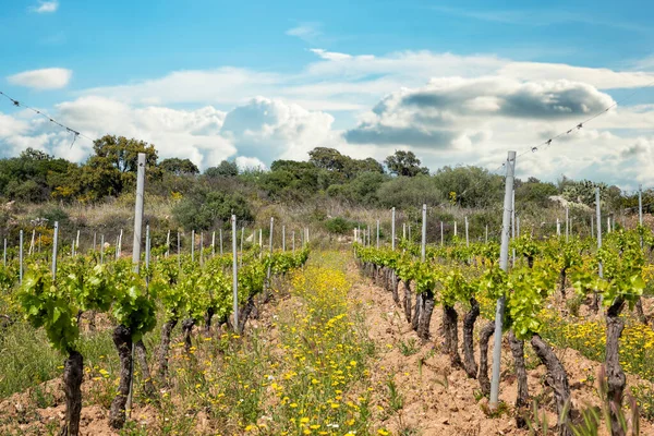 Vineyard Cannonau Druvor Våren Med Nya Skott Och Unga Blad — Stockfoto