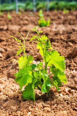 Yeni Cannonau üzüm filizlerinde taze filizler. Yeni ekilen üzüm greftlerindeki filizlere ve üzüm demetlerine yakından bakın. Geleneksel tarım. 