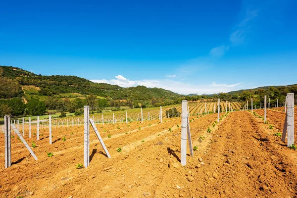 Newly Planted Cannonau Grape Vineyard New Shoots Young Leaves Spring — Stock Photo, Image