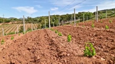 Taze ekilmiş Cannonau üzüm bağı, baharda yeni filizler ve taze yapraklarla. Sarmaşığın genç cilvesi. Geleneksel tarım. Sardunya, İtalya. Görüntü.