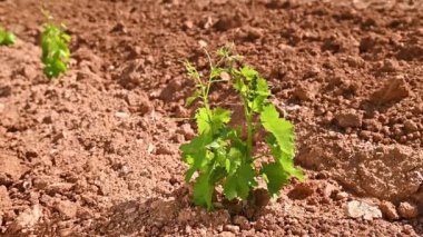 Yeni Cannonau üzüm filizlerinde taze filizler. Yeni ekilen üzüm greftlerindeki filizlere ve üzüm demetlerine yakından bakın. Geleneksel tarım. Görüntü.