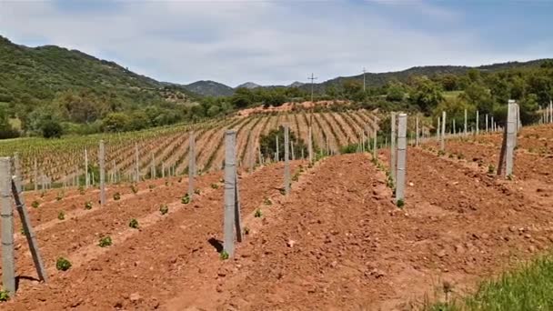 新しい芽と若い葉を持つ新しいカンノナウブドウ畑を春に植えました ブドウの若い花序 伝統的な農業 イタリアのサルデーニャ — ストック動画
