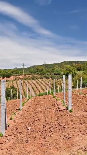 Vignoble Cannonau Nouvellement Planté Avec Nouvelles Pousses Jeunes Feuilles Printemps — Video