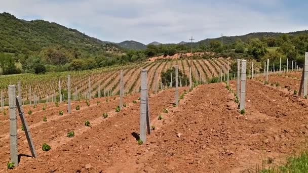 新种的坎农瑙葡萄葡萄园 春天长出了新芽和嫩叶 藤蔓的幼花 传统农业 撒丁岛 意大利 — 图库视频影像