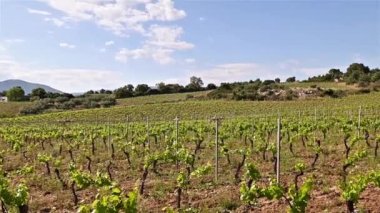 İlkbaharda Cannonau üzümleri bağında yeni filizler ve dallarda taze yapraklar olacak. Sarmaşığın genç cilvesi. Geleneksel tarım. Sardunya, İtalya.