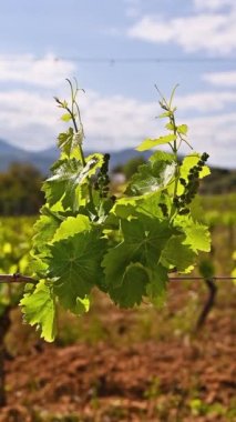 Cannonau üzümlü taze filizler. Sardunya, İtalya 'da bir üzüm bağının dallarındaki tomurcuklara ve üzüm paketlerine yakın çekim. Geleneksel tarım. Görüntü.