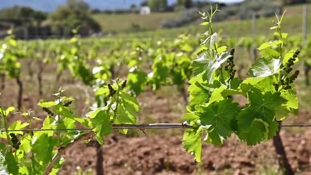 幼芽和成串的卡纳努葡萄 在意大利撒丁岛的一个葡萄园的枝条上 对葡萄芽和葡萄束进行了近距离观察 传统农业 — 图库视频影像
