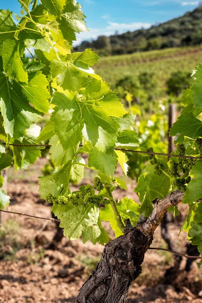 Cannonau Üzümlü Taze Filizler Sardunya Talya Bir Üzüm Bağının Dallarındaki — Stok fotoğraf