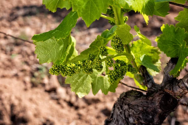 Young Sprouts Bunches Cannonau Grapes Close Buds Bunches Grapes Branches — Stock Photo, Image