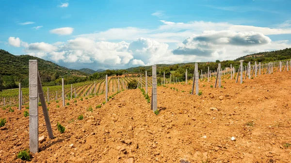 Vignoble Cannonau Nouvellement Planté Avec Nouvelles Pousses Jeunes Feuilles Printemps — Photo