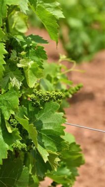 Cannonau üzümlü şarap stoğu. Sardunya 'da bir üzüm bağında rüzgârla savrulan üzüm yaprakları. Geleneksel tarım. Çekim, yavaş çekim.