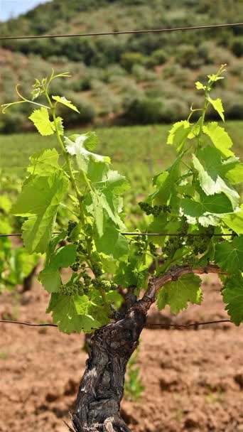 カンノナウのブドウの束とつるの株式 サルデーニャのブドウ畑で風に吹かれたブドウの木の葉 伝統的な農業 スローモーション — ストック動画