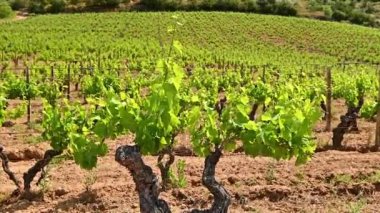 Cannonau üzümlü şarap stoğu. Sardunya 'da bir üzüm bağında rüzgârla savrulan üzüm yaprakları. Geleneksel tarım. Görüntü.