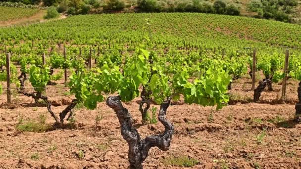 用成串的卡纳努葡萄做成的葡萄架 在撒丁岛的葡萄园里 一片藤蔓的叶子在风中飘扬 传统农业 — 图库视频影像