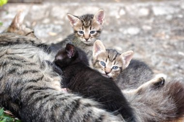 Açık havada anne kedinin sütünü emen kedi yavrularının yakın çekimi. Evcil hayvanlar. Kediler.