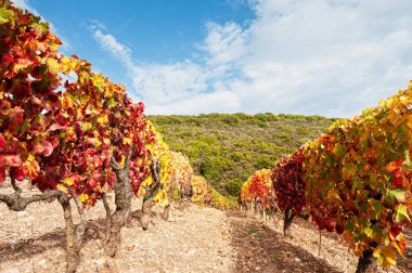 Sonbaharda, sardunya, İtalya 'da, renkli kırmızı ve sarı yapraklı üzüm bağları olan dağ manzarası. Geleneksel tarım. Sonbaharda güzel renkler.