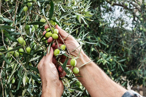Close-up of the hands of a Caucasian olive grower as he collects olives from the branches of the tree. Traditional agriculture. Old jobs.