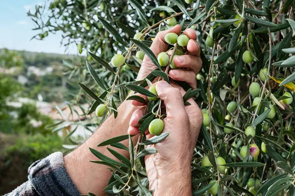 Close-up of the hands of a Caucasian olive grower as he collects olives from the branches of the tree. Traditional agriculture. Old jobs.