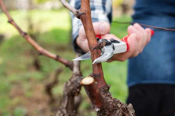 Winegrower pruning the vineyard with professional steel scissors. Traditional agriculture. Winter pruning.