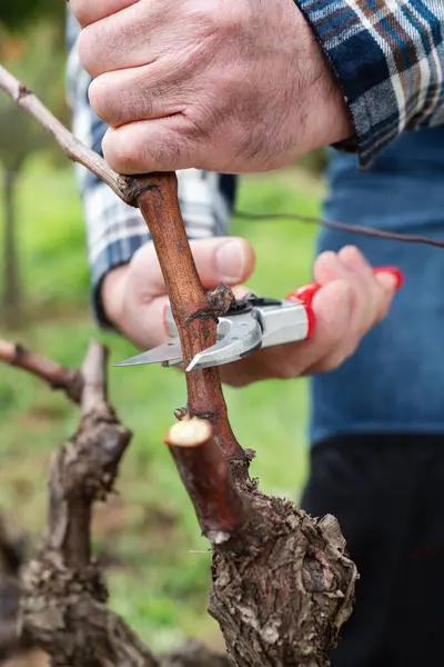 Winegrower pruning the vineyard with professional steel scissors. Traditional agriculture. Winter pruning.