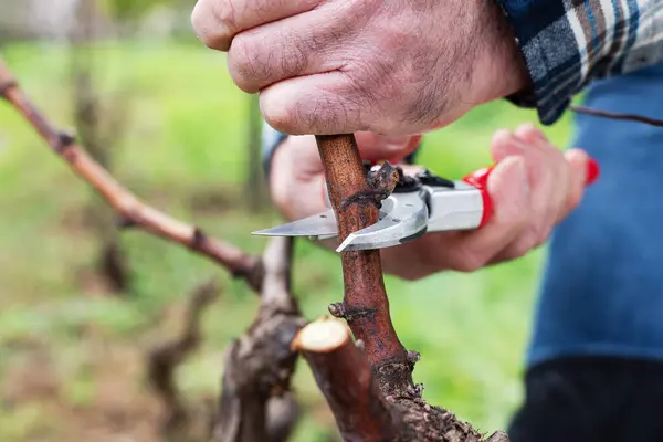 Winegrower Pruning Vineyard Professional Steel Scissors Traditional Agriculture Winter Pruning Foto Stock