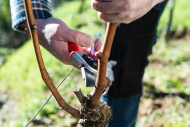 Winegrower pruning the vineyard with professional steel scissors. Traditional agriculture. Winter pruning.