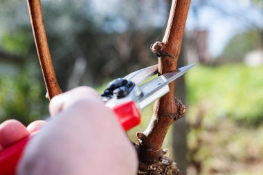 Winegrower pruning the vineyard with professional steel scissors. Traditional agriculture. Winter pruning.