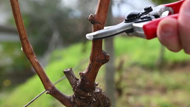 ワイン生産者は プロのスチールハサミでブドウ畑をチューニングします 伝統的な農業 冬のチューニング フットステージ — ストック動画