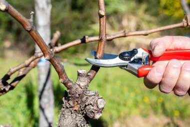Winegrower pruning the vineyard with professional steel scissors. Traditional agriculture. Winter pruning.